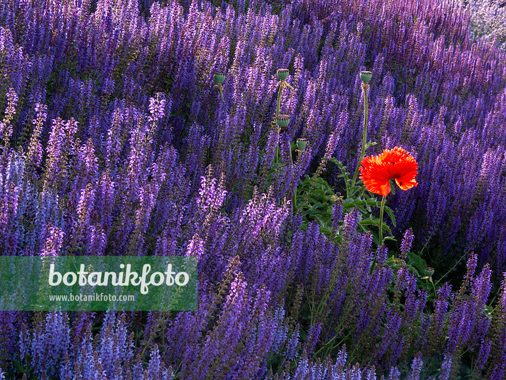402024 - Pavot d'Orient (Papaver orientale) et sauge des bois (Salvia nemorosa)