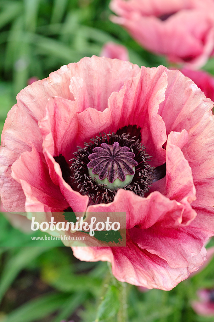 473125 - Pavot d'Orient (Papaver orientale 'Marlene')