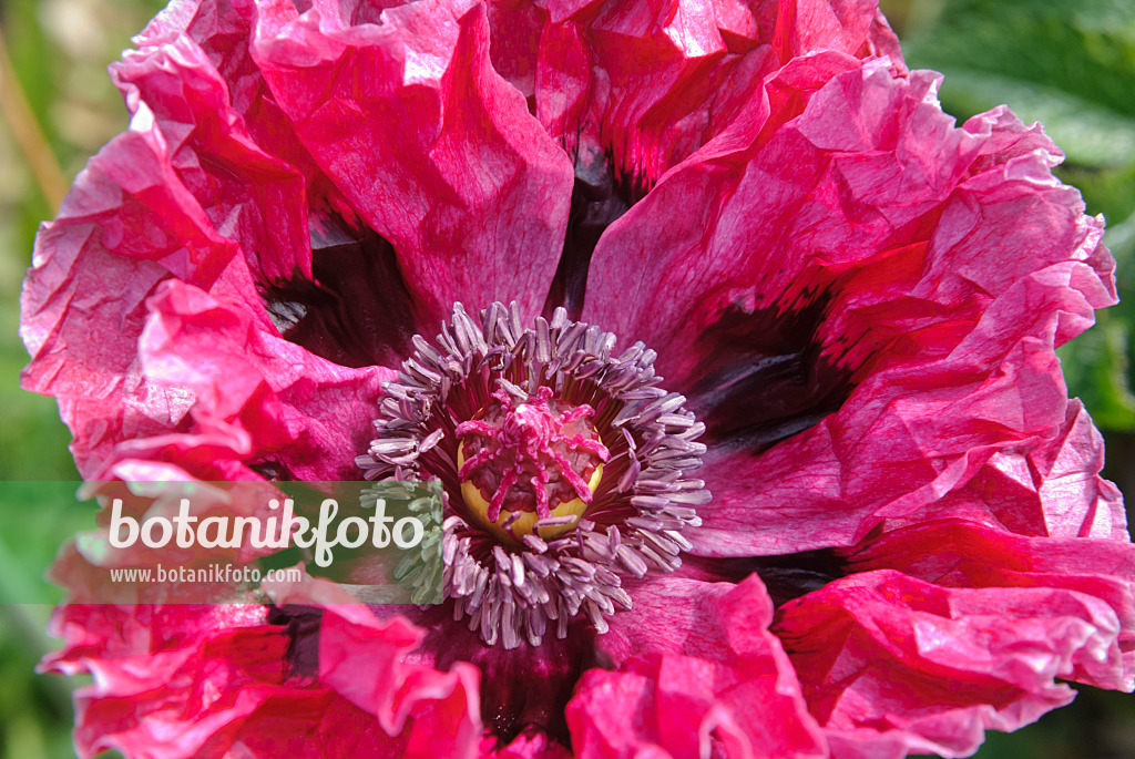 518018 - Pavot d'Orient (Papaver orientale 'Patty's Plum')