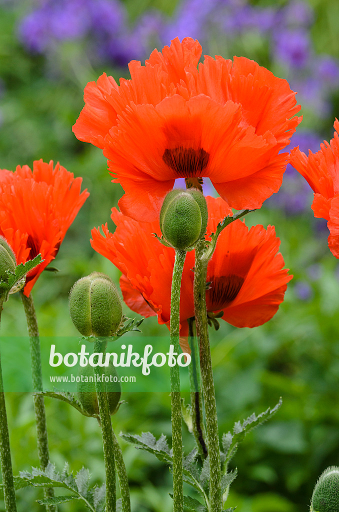 496405 - Pavot d'Orient (Papaver orientale 'Sturmfackel')