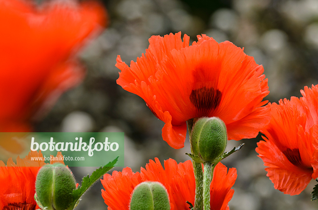 496406 - Pavot d'Orient (Papaver orientale 'Sturmfackel')