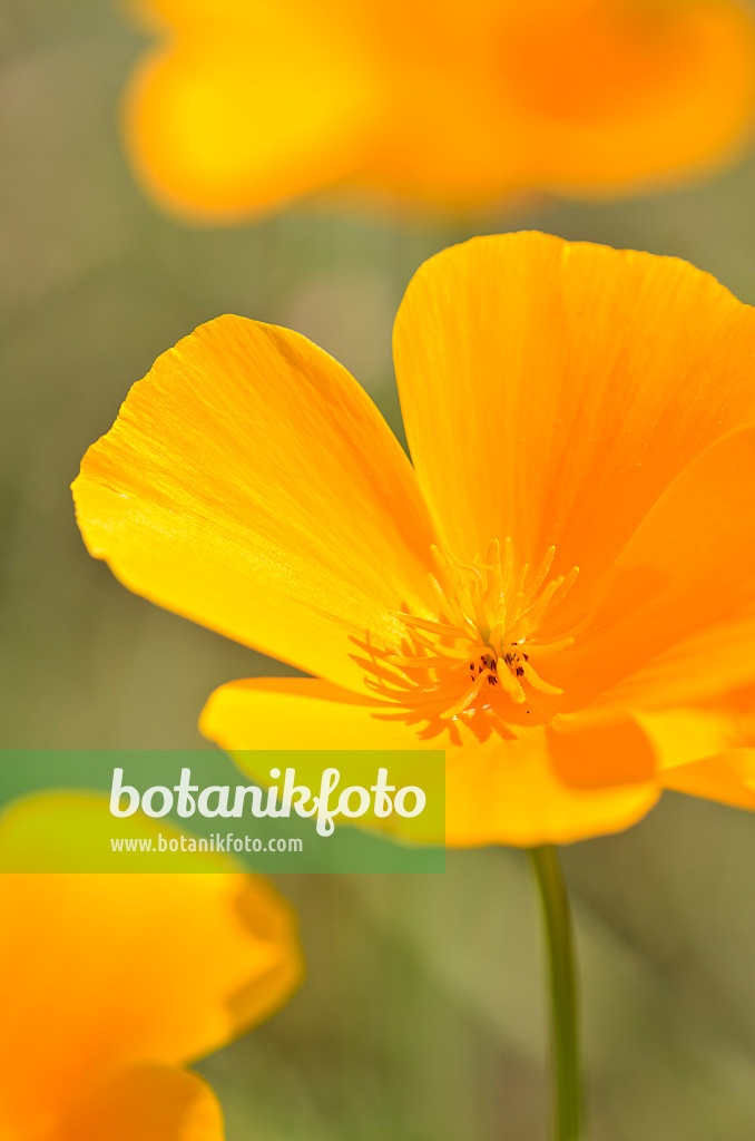 523272 - Pavot de Californie (Eschscholzia californica)