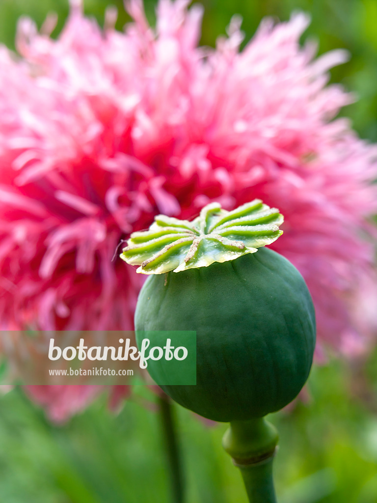 439011 - Pavot somnifère (Papaver somniferum)