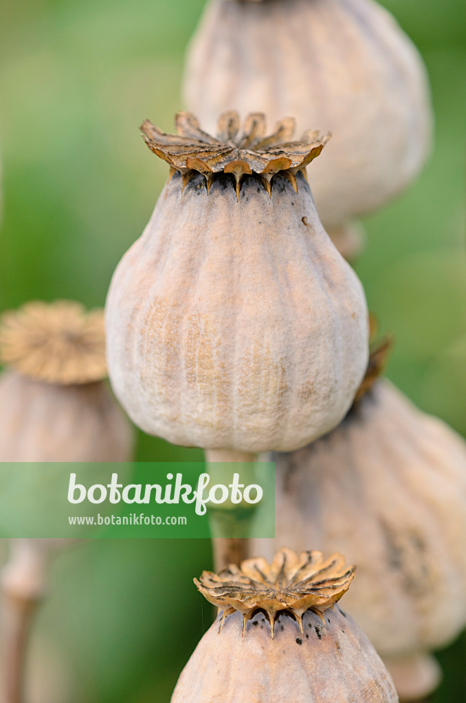 534457 - Pavot somnifère (Papaver somniferum 'Mieszko')