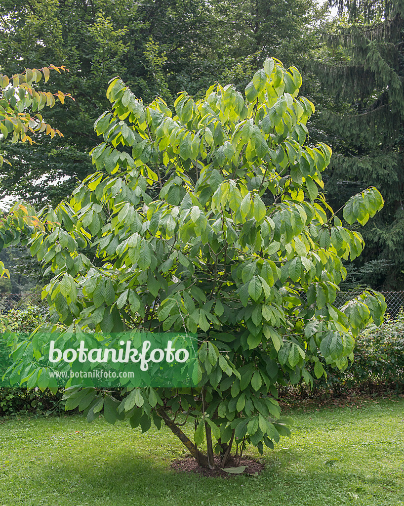 616005 - Pawpaw (Asimina triloba)