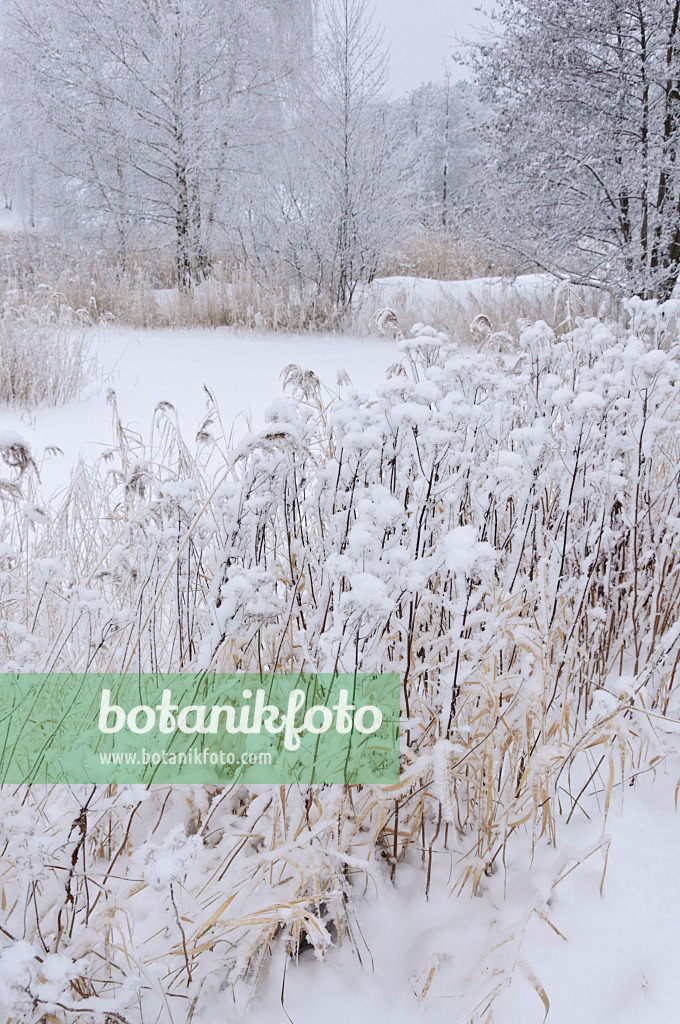 491079 - Paysage d'hiver