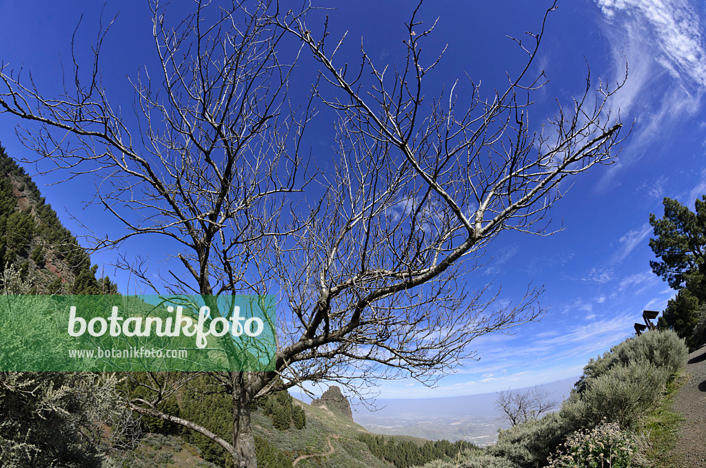 564175 - Paysage montagneux, Gran Canaria, Espagne