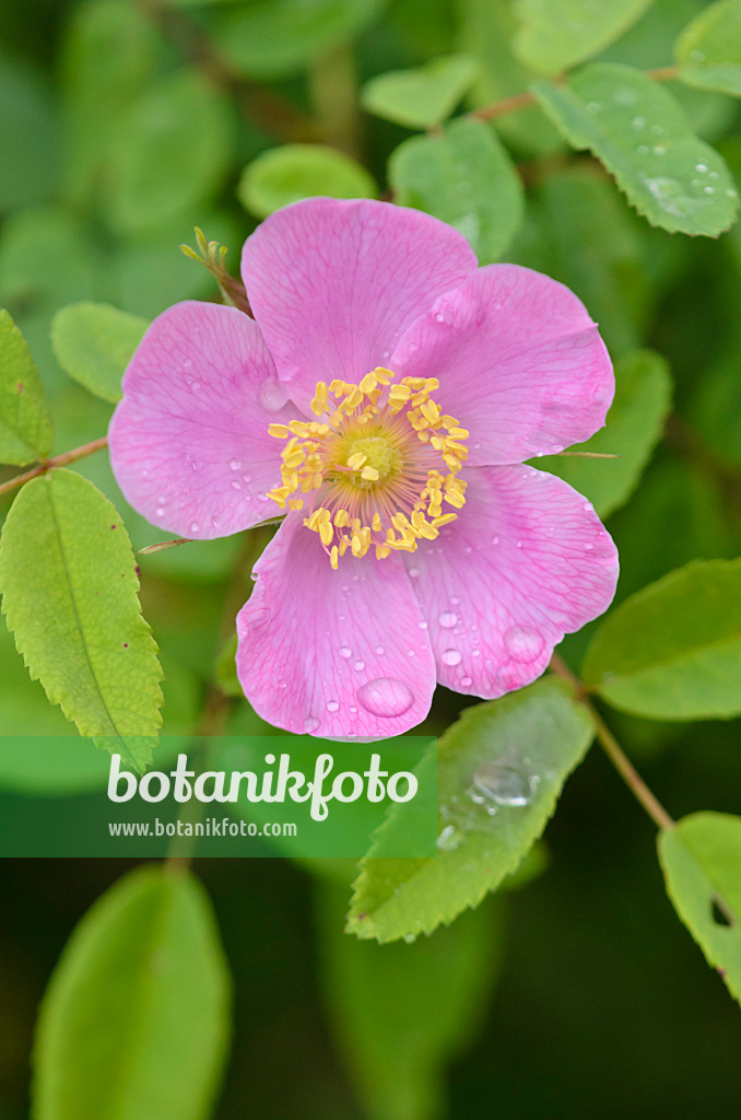 572037 - Pea rose (Rosa pisocarpa)