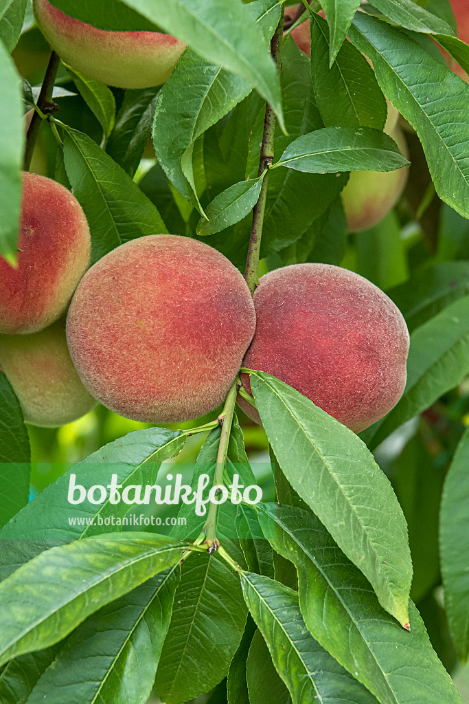 651450 - Peach (Prunus persica 'Benedicte')