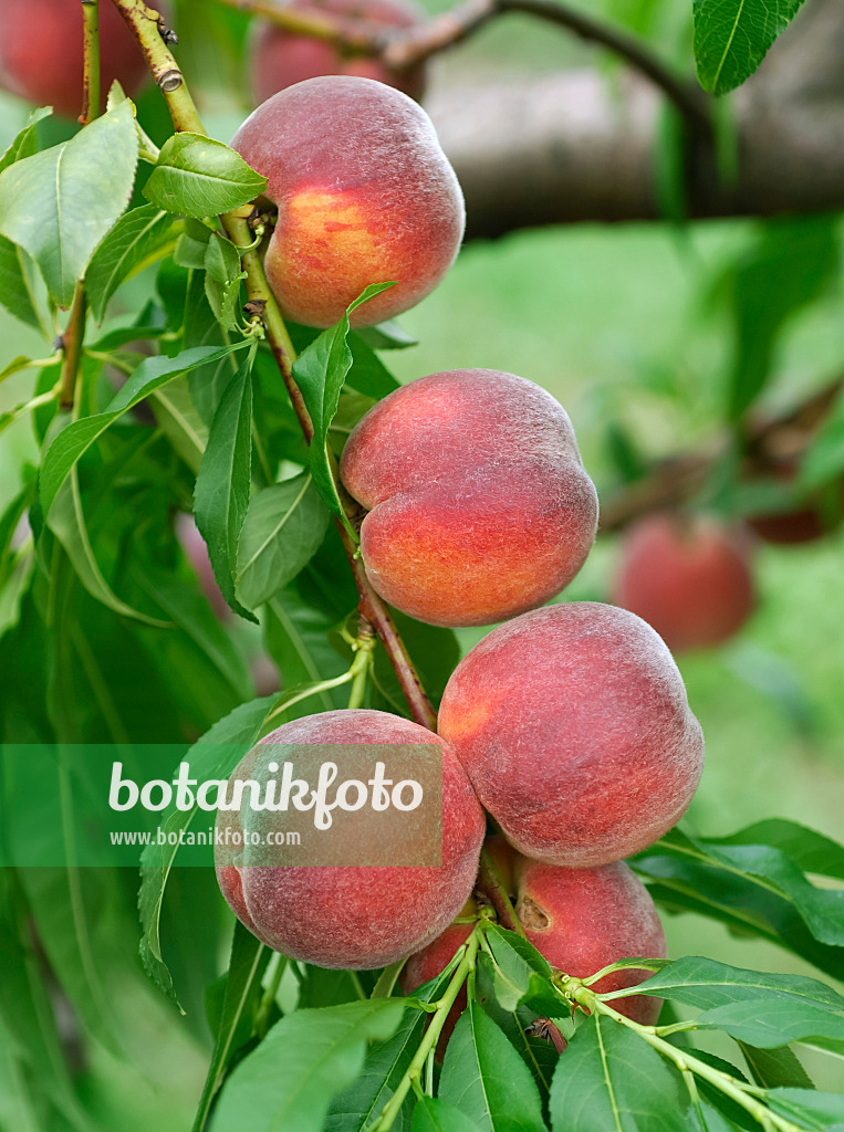 454058 - Peach (Prunus persica 'Cardinal')