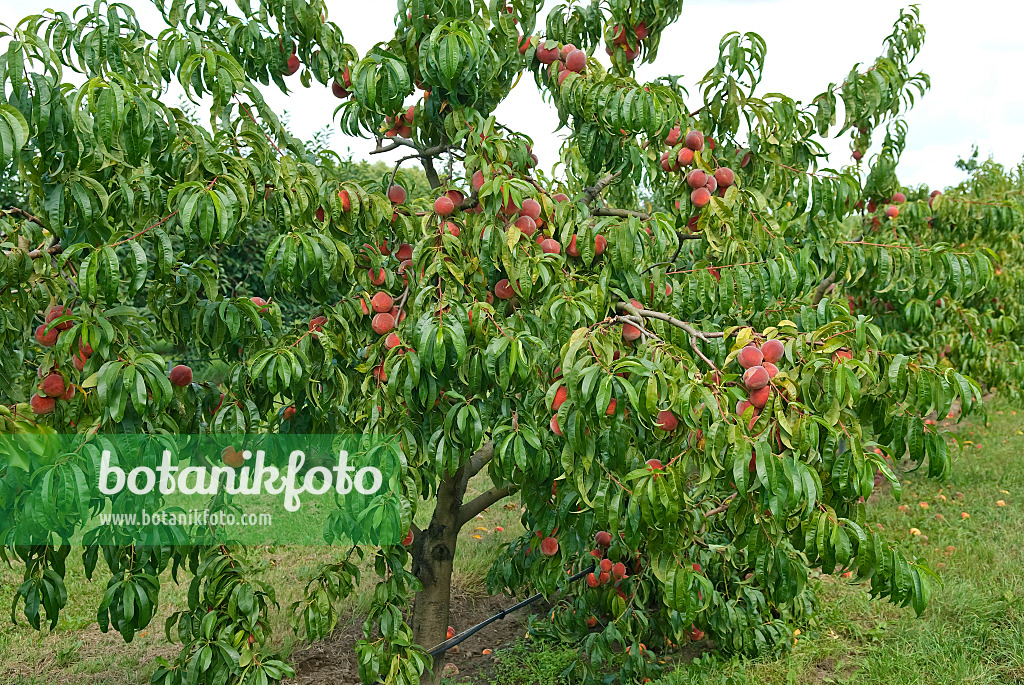 517356 - Peach (Prunus persica 'Red Haven')