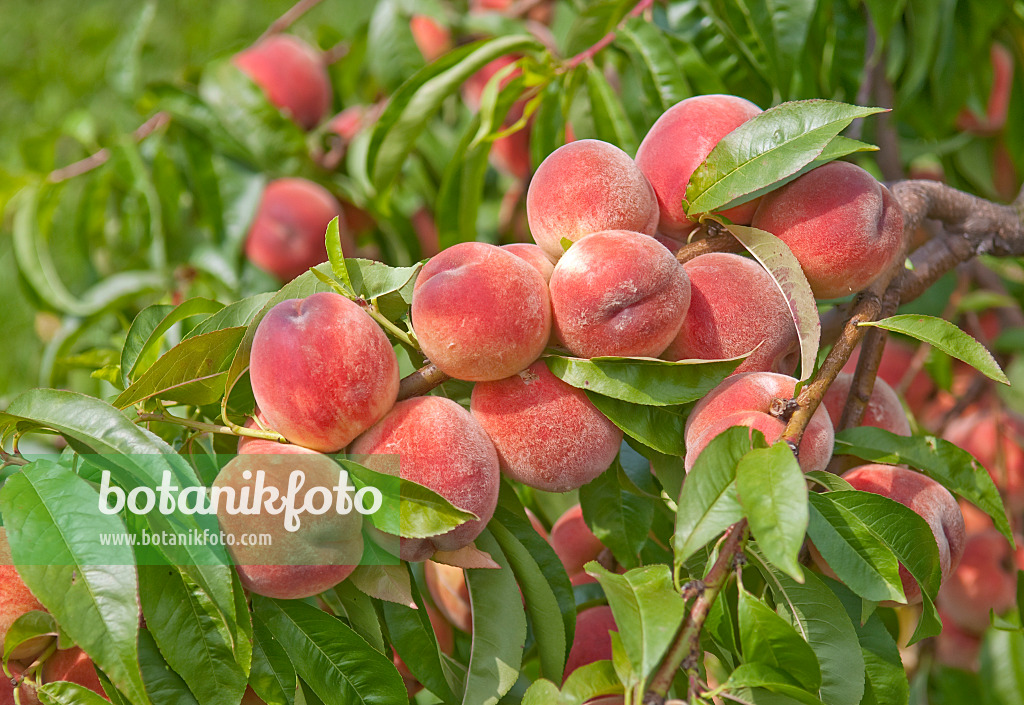 502387 - Peach (Prunus persica 'Sun Haven')
