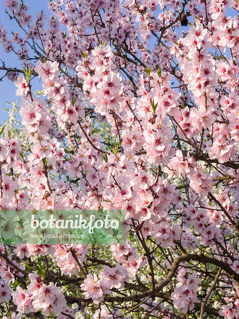 400133 - Peach (Prunus x amygdalo-persica)