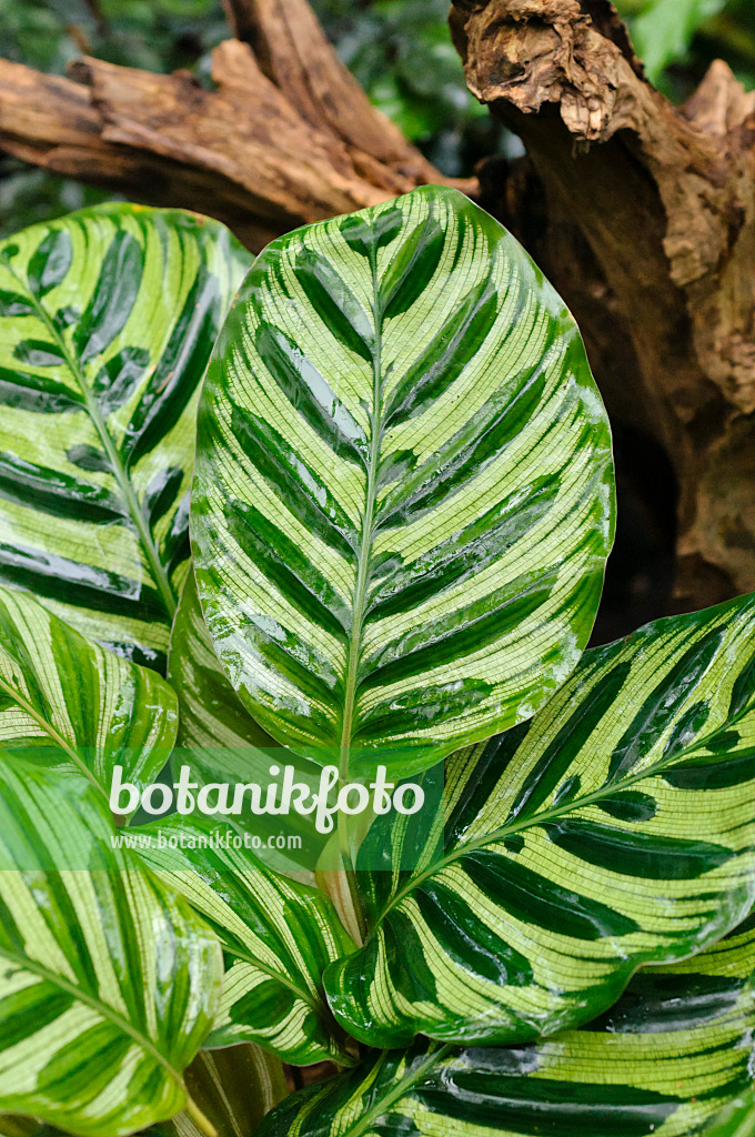 478099 - Peacock plant (Calathea makoyana)
