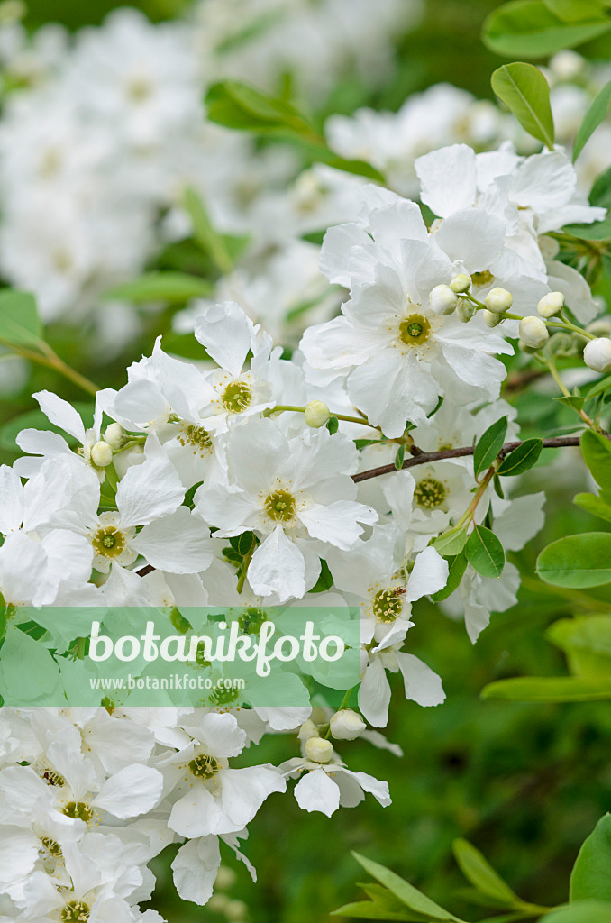 520125 - Pearl bush (Exochorda x macrantha)
