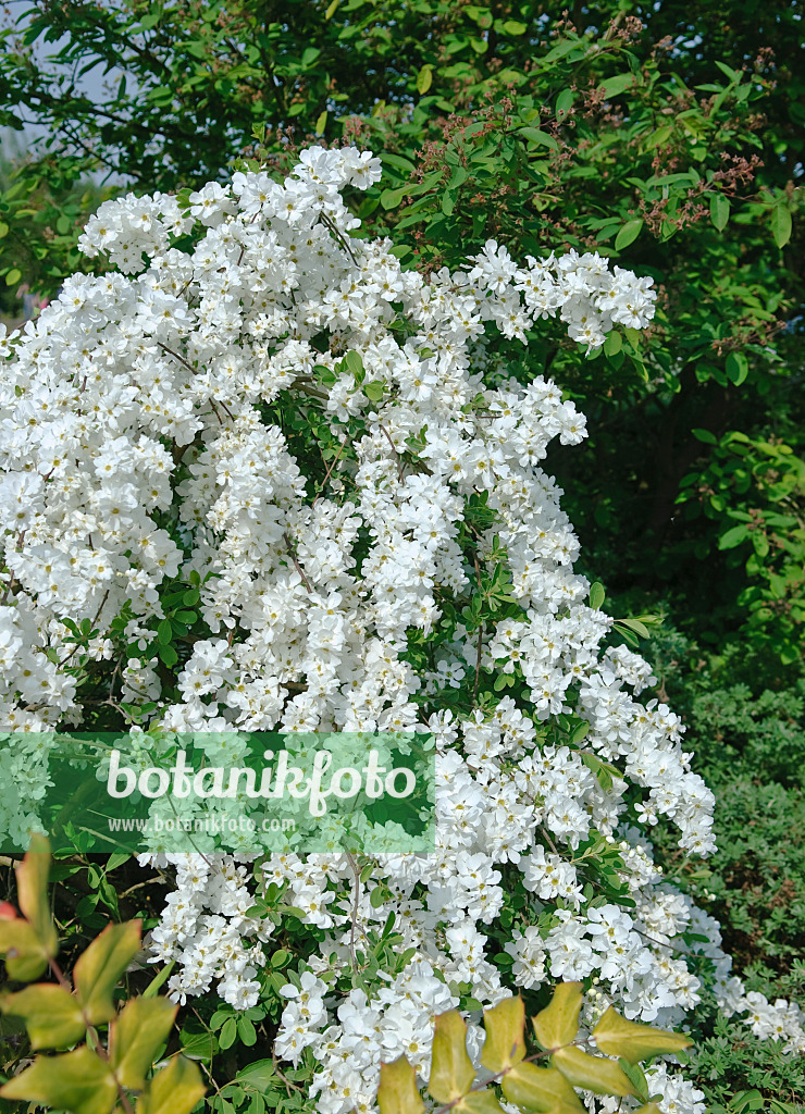 502195 - Pearl bush (Exochorda x macrantha 'The Bride')