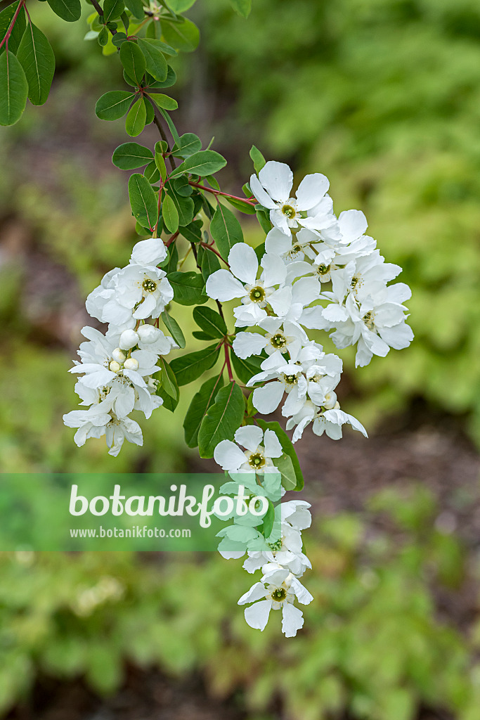 638100 - Pearl bush (Exochorda x macrantha 'The Bride')