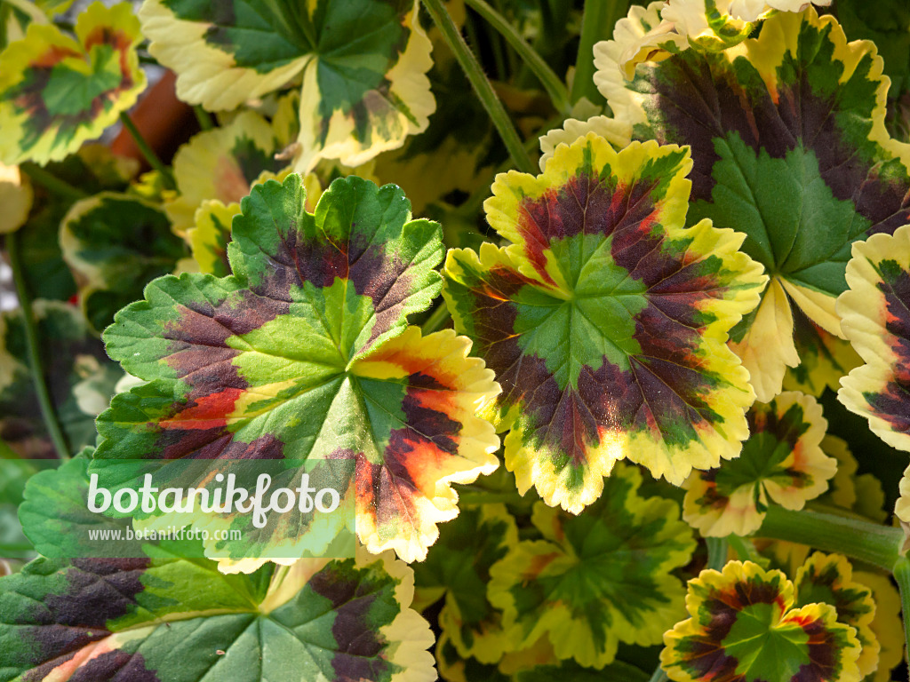 426131 - Pelargonium (Pelargonium)