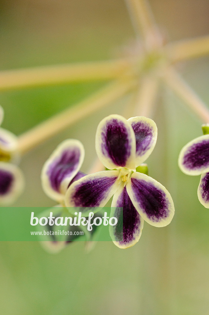 482068 - Pelargonium (Pelargonium lobatum)