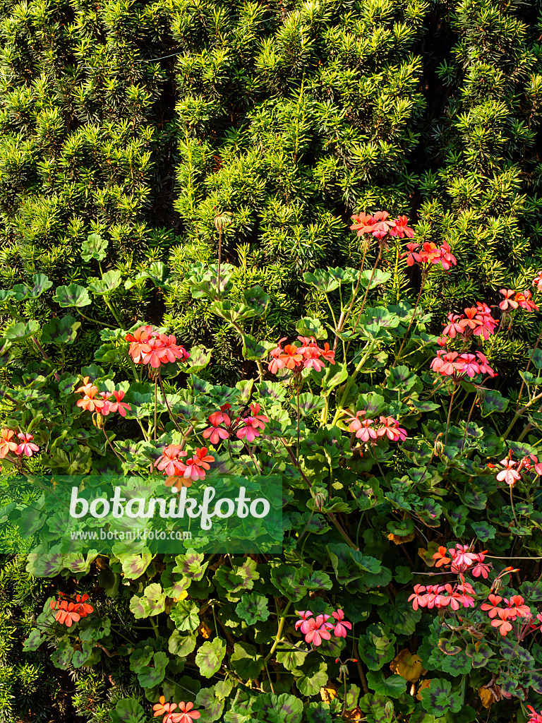 428240 - Pelargonium (Pelargonium Magic Lantern)