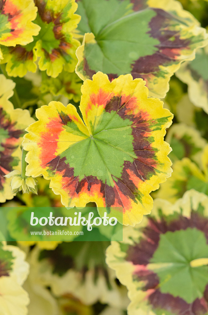 548046 - Pelargonium (Pelargonium Mrs. Pollock)