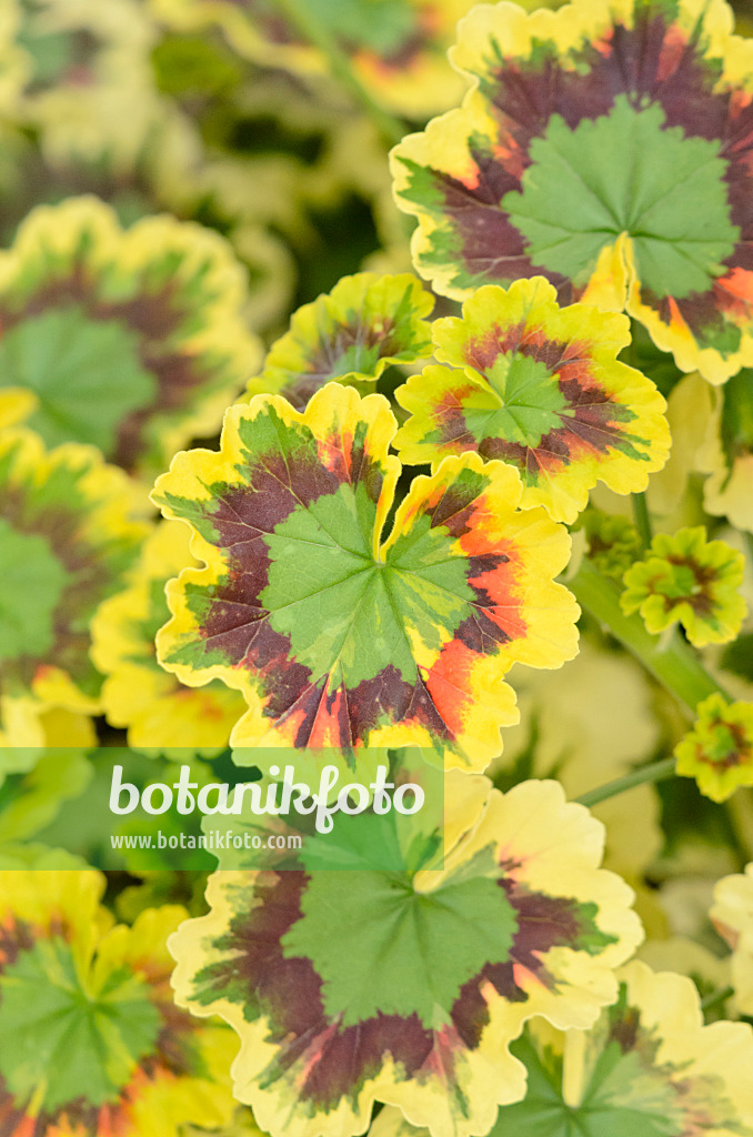 548047 - Pelargonium (Pelargonium Mrs. Pollock)