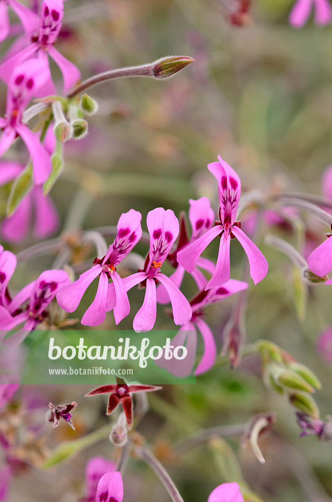 572001 - Pelargonium (Pelargonium reniforme)