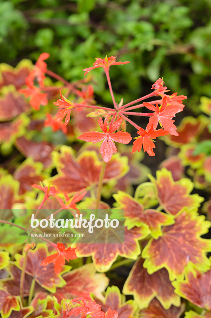 534376 - Pelargonium (Pelargonium Vancouver Centennial)