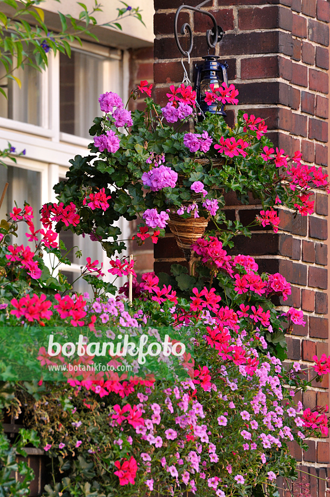 476280 - Pelargoniums (Pelargonium) and Calibrachoa on a balcony