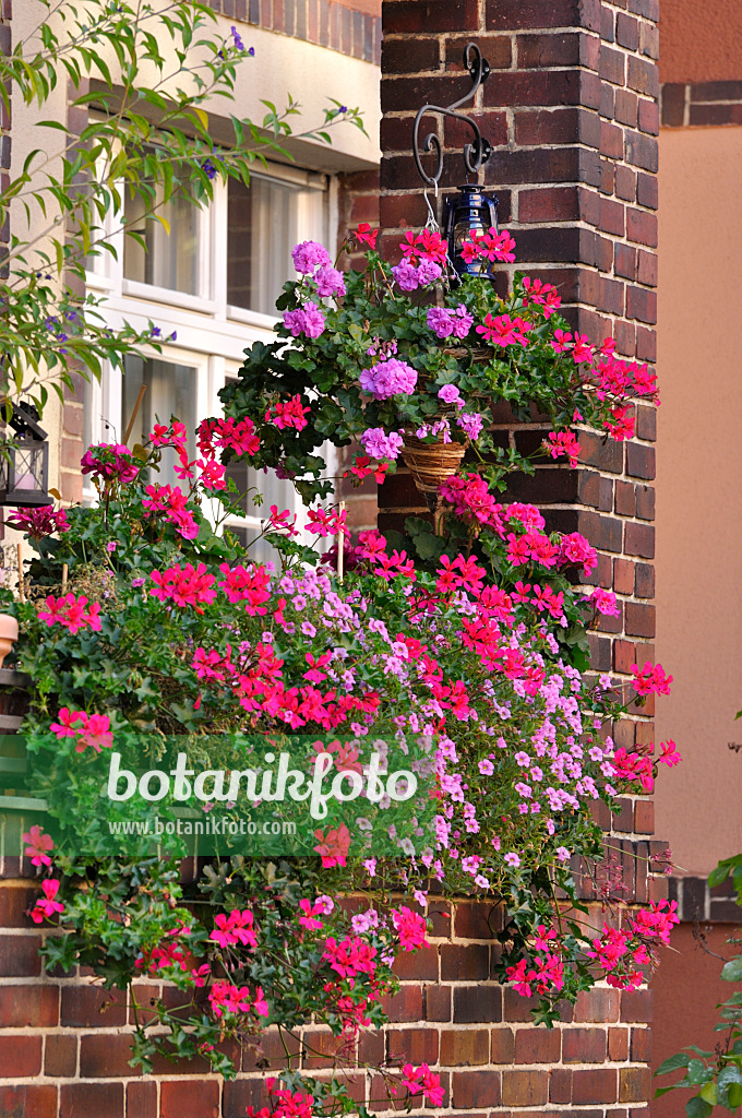 476281 - Pelargoniums (Pelargonium) and Calibrachoa on a balcony