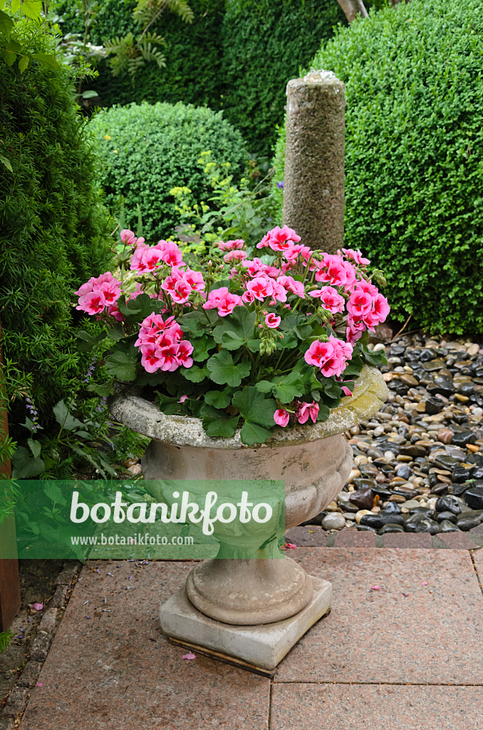 545141 - Pelargoniums (Pelargonium) in a flower tub