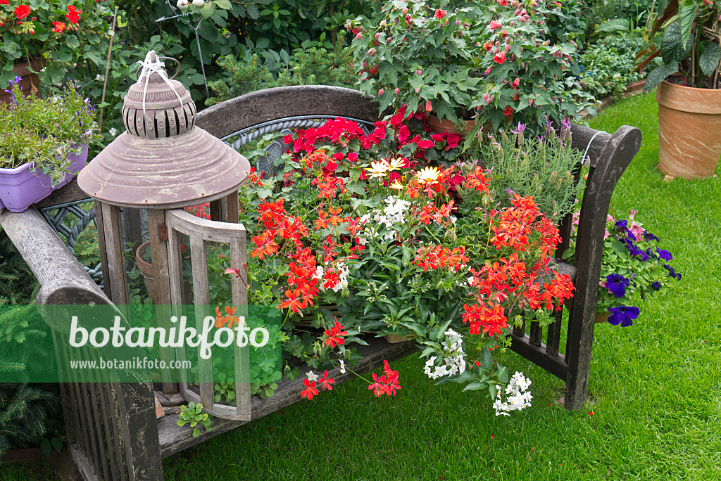 546065 - Pelargoniums (Pelargonium), jasmine nightshade (Solanum jasminoides), begonias (Begonia), lavenders (Lavandula) and flowering maples (Abutilon)