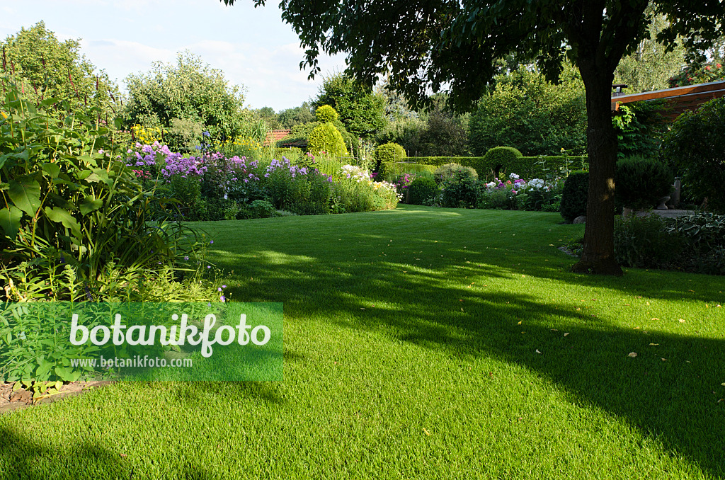 498314 - Pelouse dans un jardin de plantes vivaces