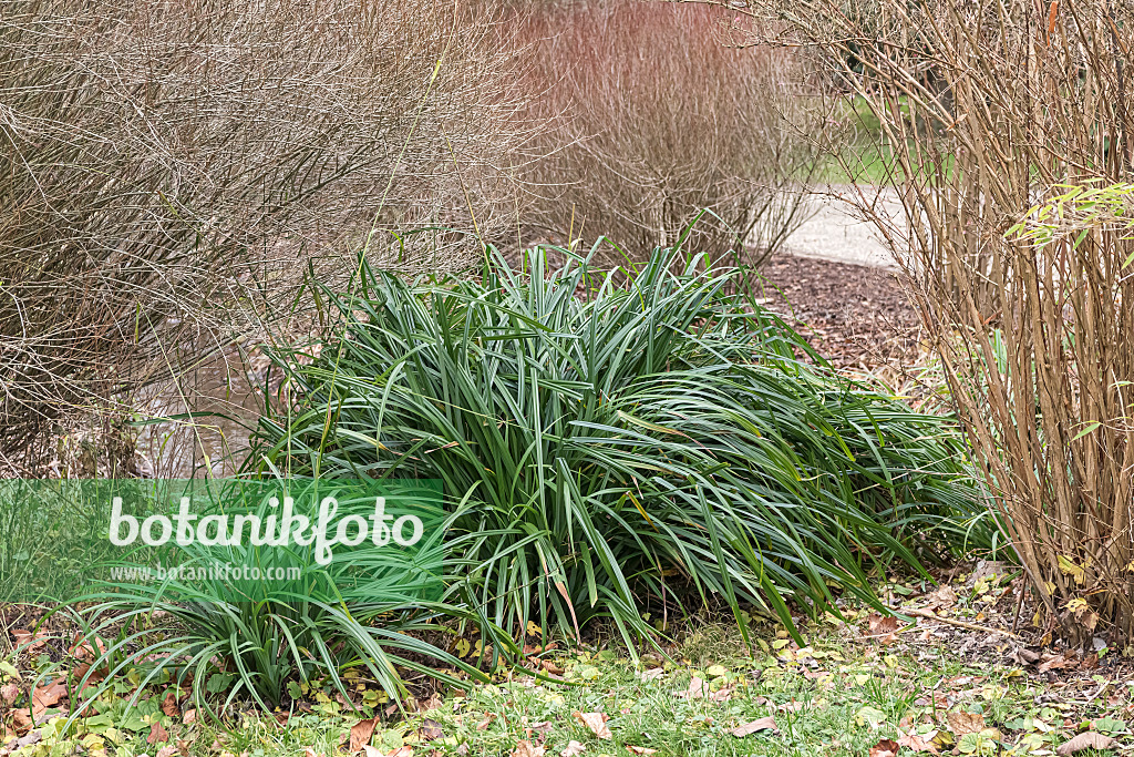 651147 - Pendulous sedge (Carex pendula)