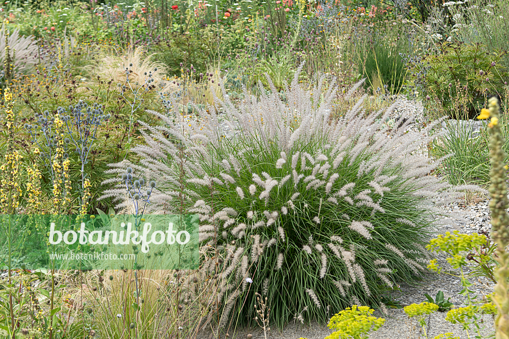 664289 - Pennisetum orientale