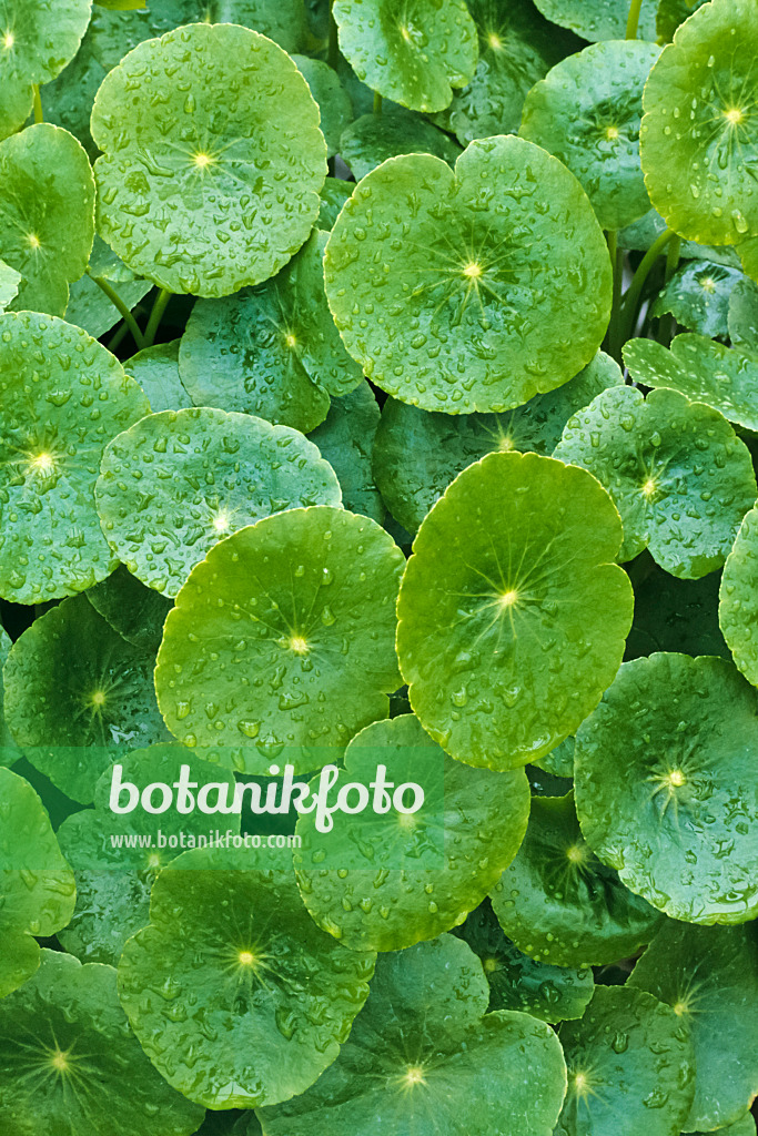 377001 - Pennywort (Hydrocotyle bonariensis)