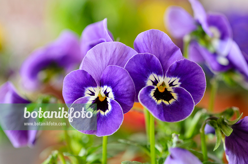 483087 - Pensée à corne (Viola cornuta)