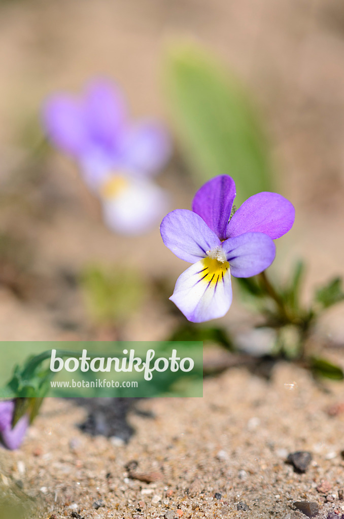 533578 - Pensée de Curtis (Viola tricolor subsp. curtisii)