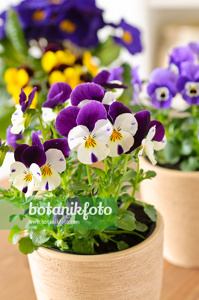 483064 - Pensées à corne (Viola cornuta)