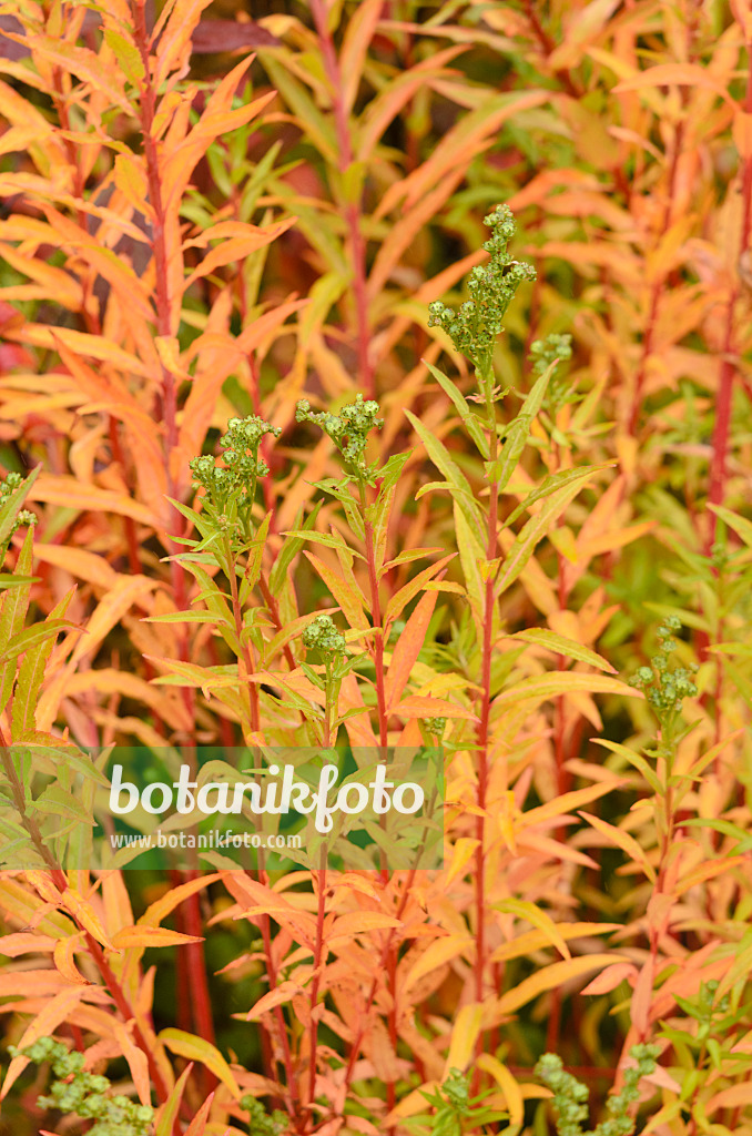 549116 - Penthorum chinense
