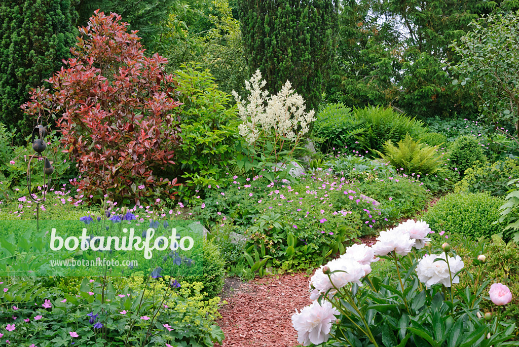 518039 - Peonies (Paeonia), columbines (Aquilegia), cranesbills (Geranium) and alpine knotweed (Aconogonon alpinum syn. Polygonum alpinum)