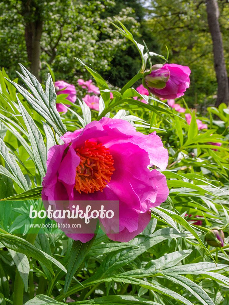 401172 - Peony (Paeonia)