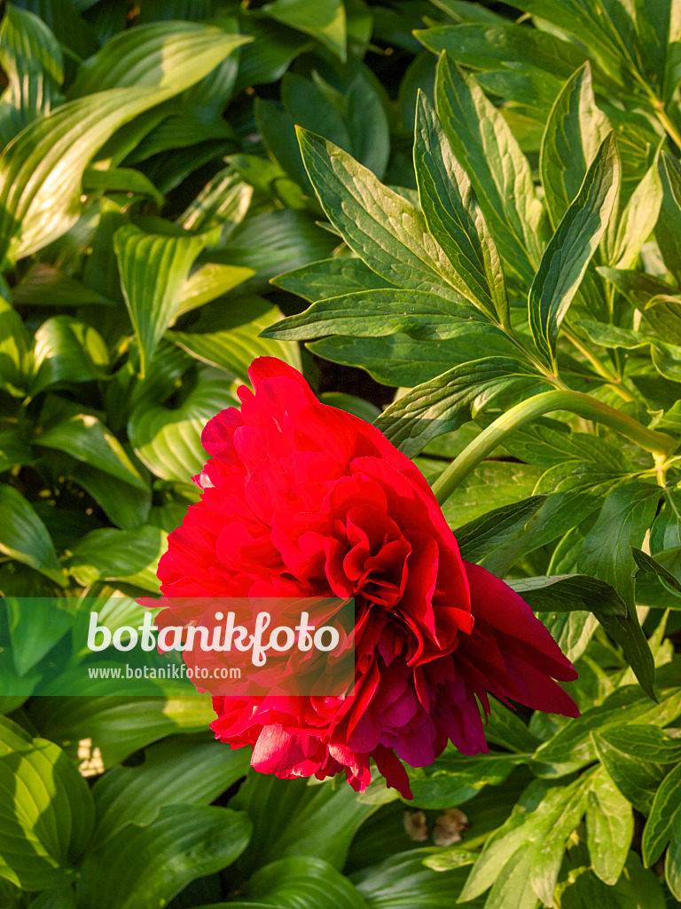 401263 - Peony (Paeonia)
