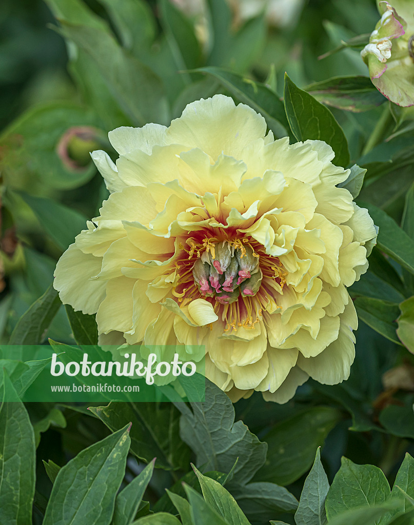 651418 - Peony (Paeonia Garden Treasure)
