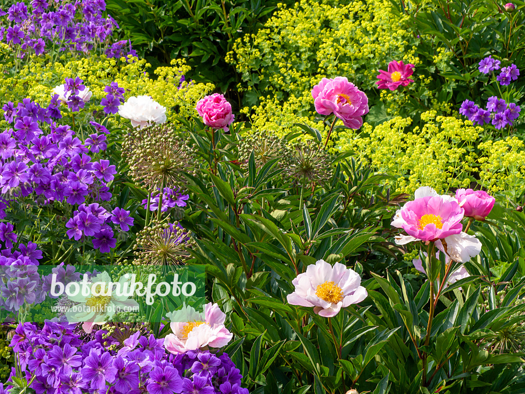 426116 - Peony (Paeonia King of England) and cranesbill (Geranium x magnificum)