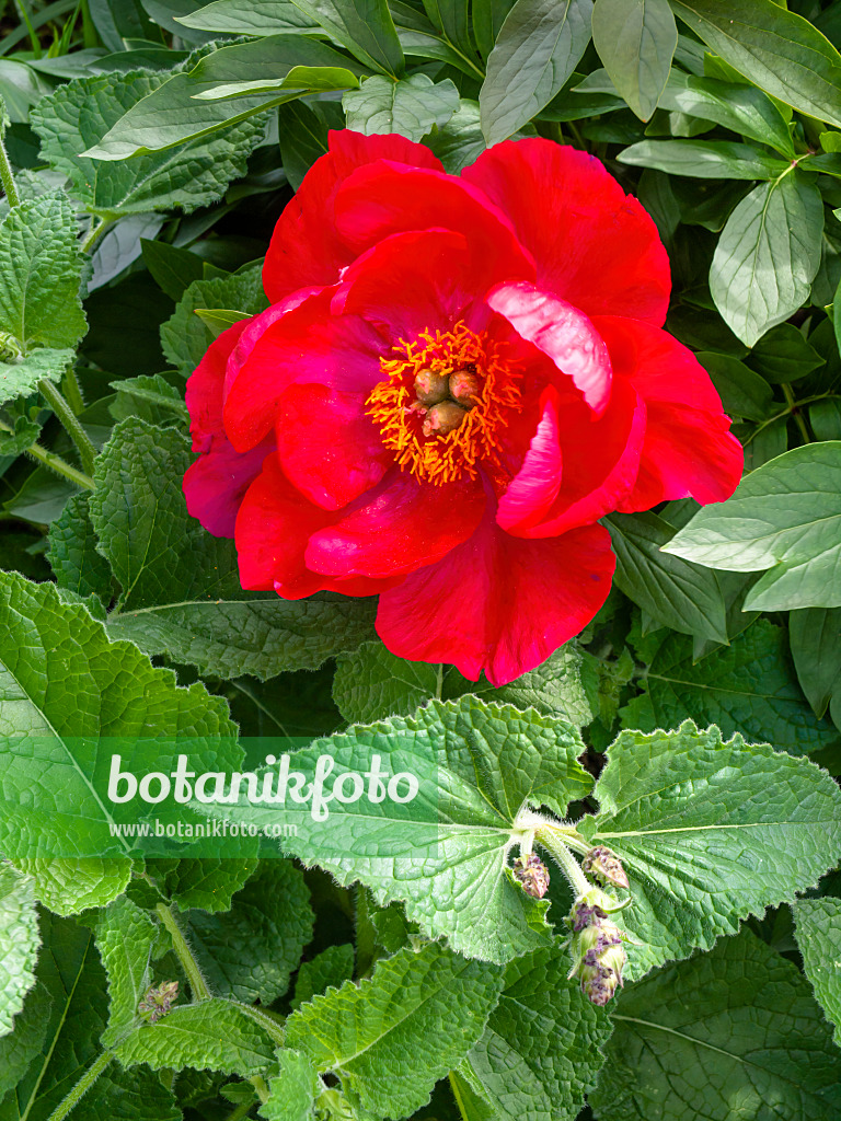 426062 - Peony (Paeonia Rubinschale)
