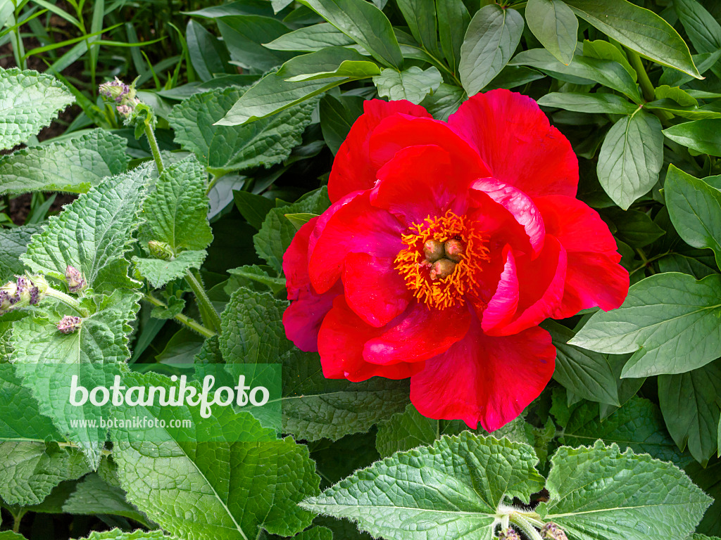 426063 - Peony (Paeonia Rubinschale)