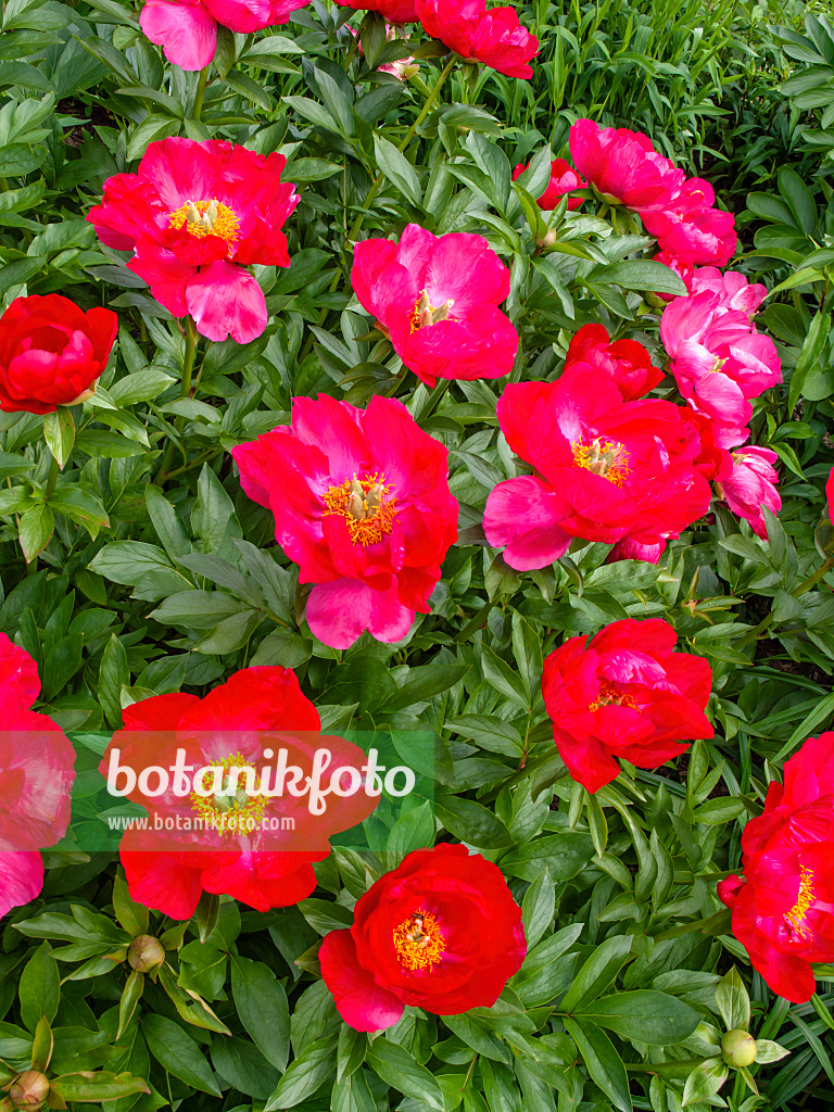 426064 - Peony (Paeonia Rubinschale)