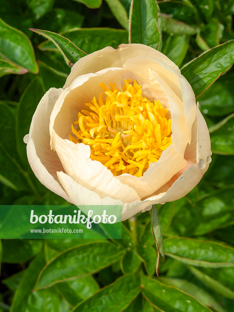 437315 - Peony (Paeonia Starlight)