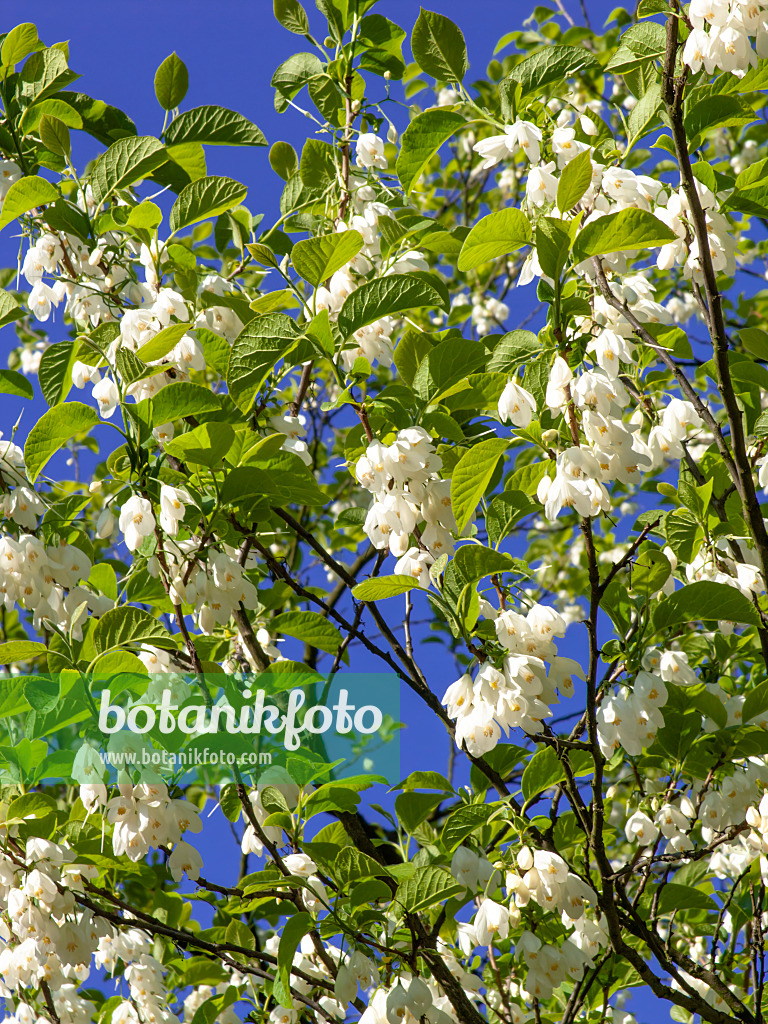 438019 - Perce-neige en arbre (Halesia diptera)